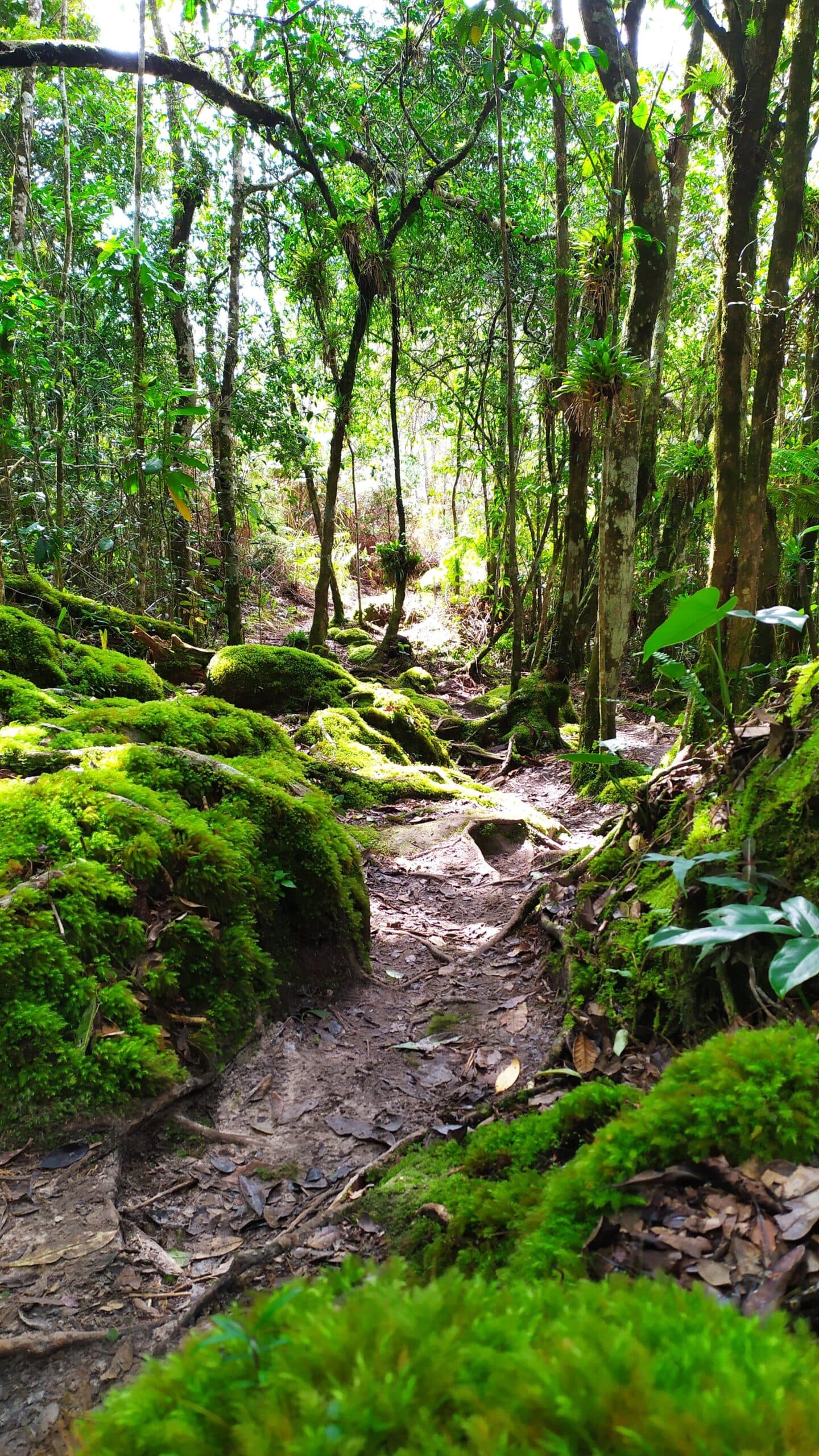 The moss doesn't care how many steps you've already taken. A narrow dirt trail on the Vale do Pati Trek winds between moss-covered rocks and slender trees, with dappled light filtering through the forest canopy above