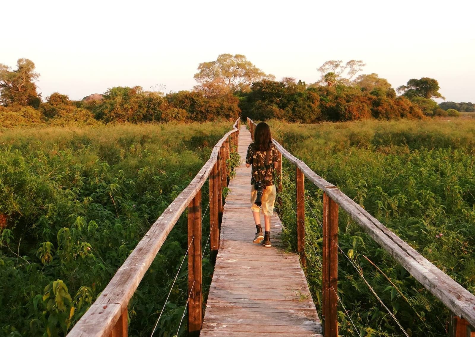 Camera in hand, the path ahead still full of surprises. A photographer walks away along a narrow wooden boardwalk stretching through dense green wetland vegetation toward a tree line, on an amazon and pantanal tour at golden hour