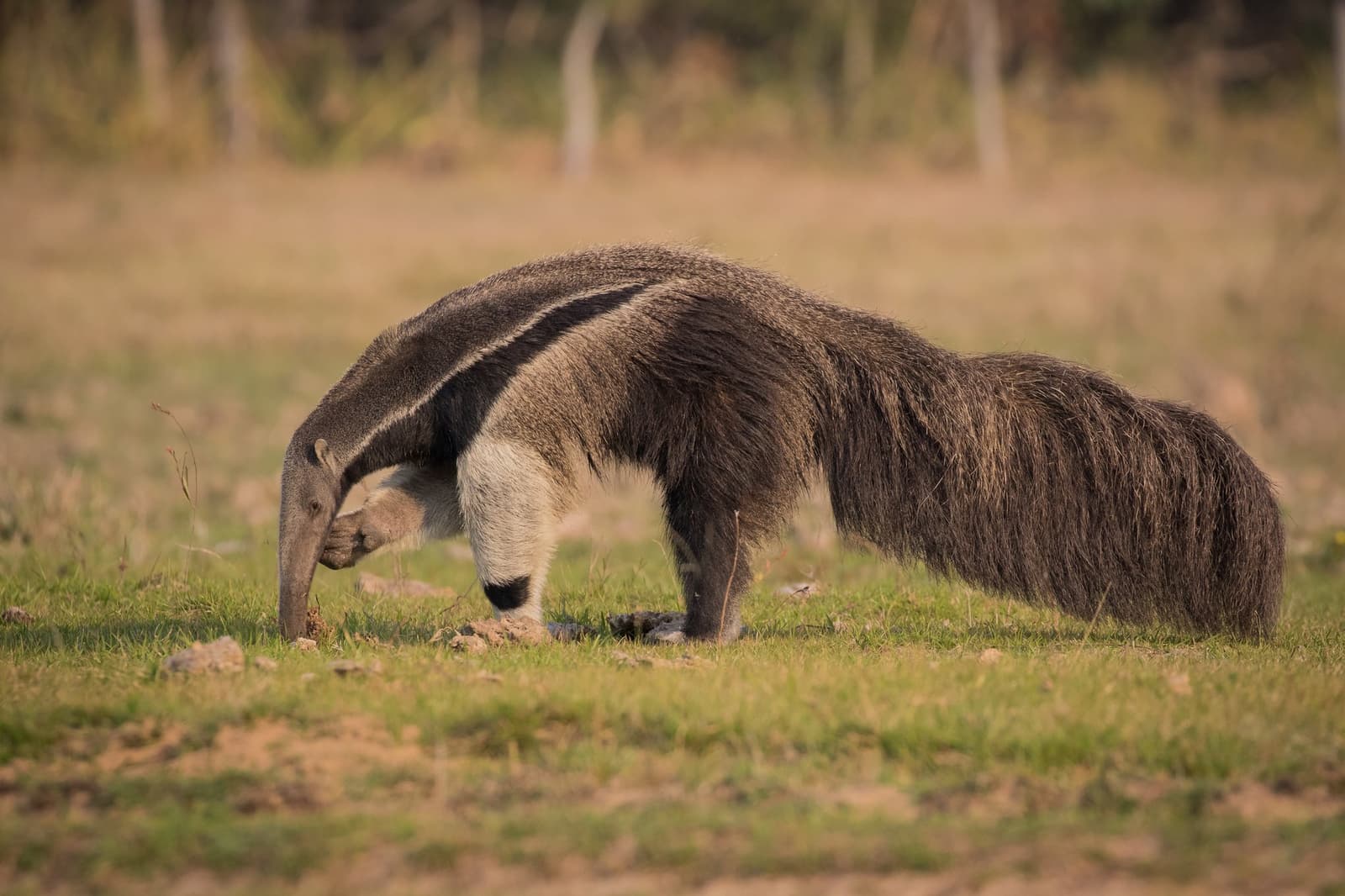 Fully committed to the job, absolutely no interest in posing for you. Photo: Pedro Ferreira do Amaral A giant anteater probes the ground with its long snout on open grassland during an amazon and pantanal tour, sparse dry woodland visible in the soft-focus background.
