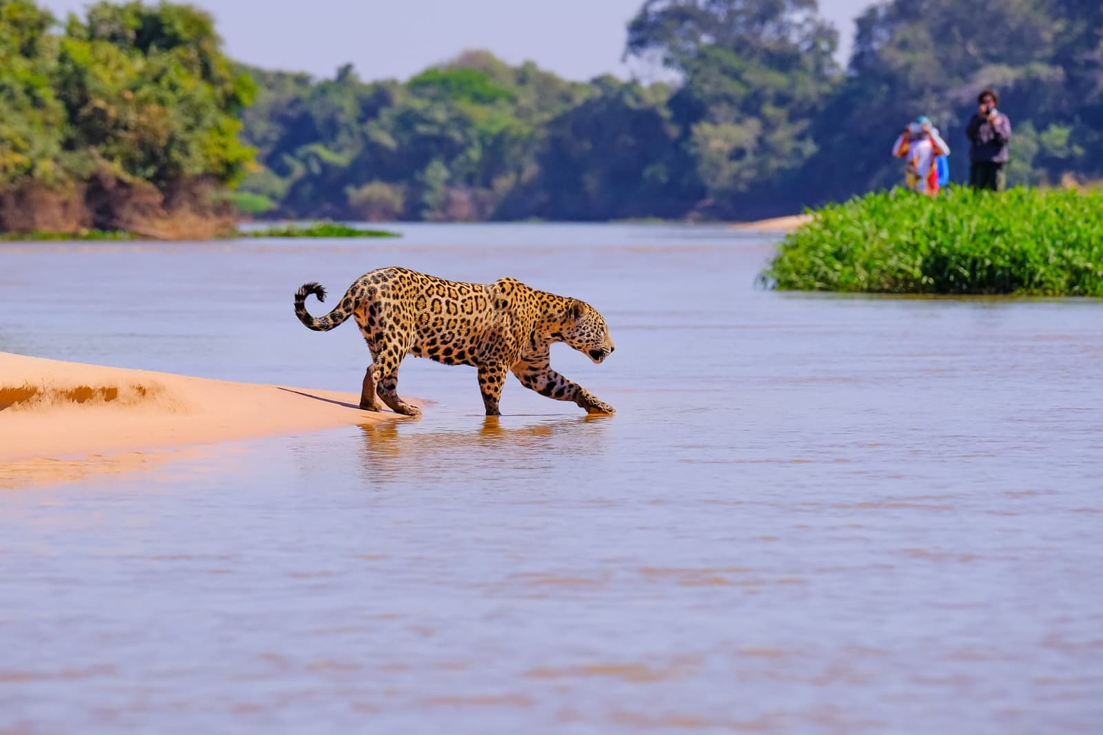 That moment when the jaguar decides the river is just a minor inconvenience. Photo: reisegraf A jaguar stepping off a sandy riverbank into shallow water on an amazon and pantanal tour, with two wildlife photographers watching from the opposite bank