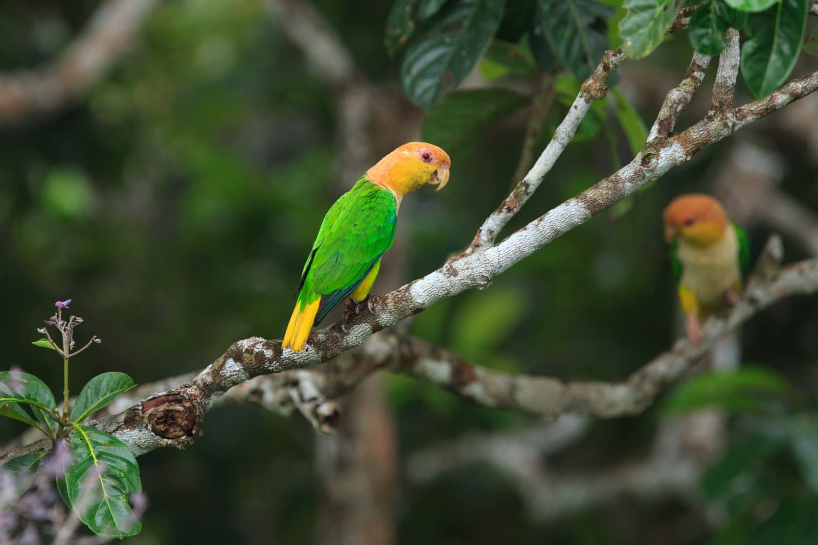 Two opinions, one branch, no agreement in sight. Photo: Jorge Lopes Two green, yellow, and orange-headed caique parrots perched on a bare branch against a soft green forest backdrop, seen on a luxury Pantanal and Amazon trip