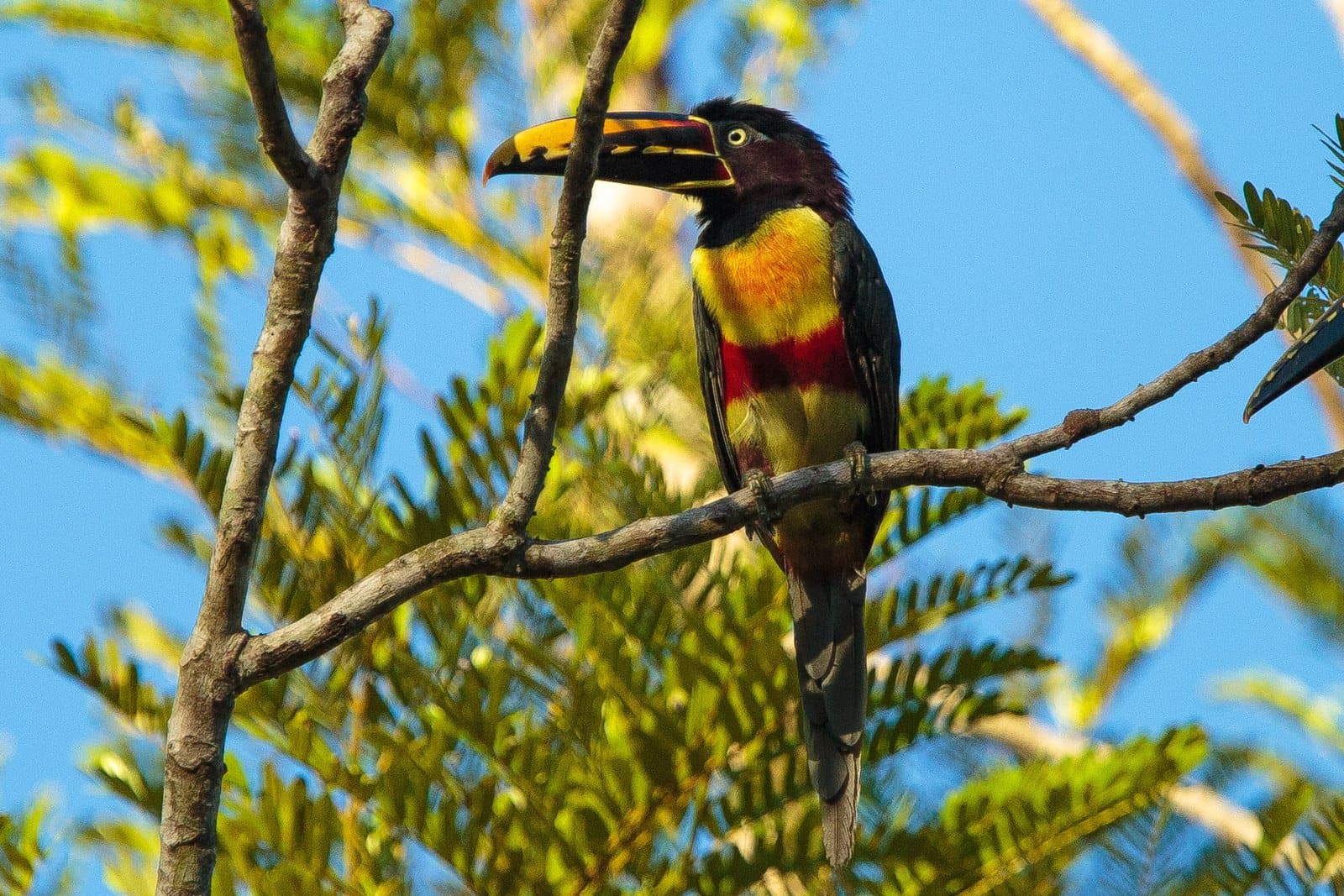 All that colour, and it still just wants a quiet branch to itself. Photo: Alex Da Riva A chestnut-eared aracari with a vivid yellow-and-black bill, red belly band, and olive-green chest perches on a bare branch against a clear blue sky on a luxury Pantanal and Amazon trip