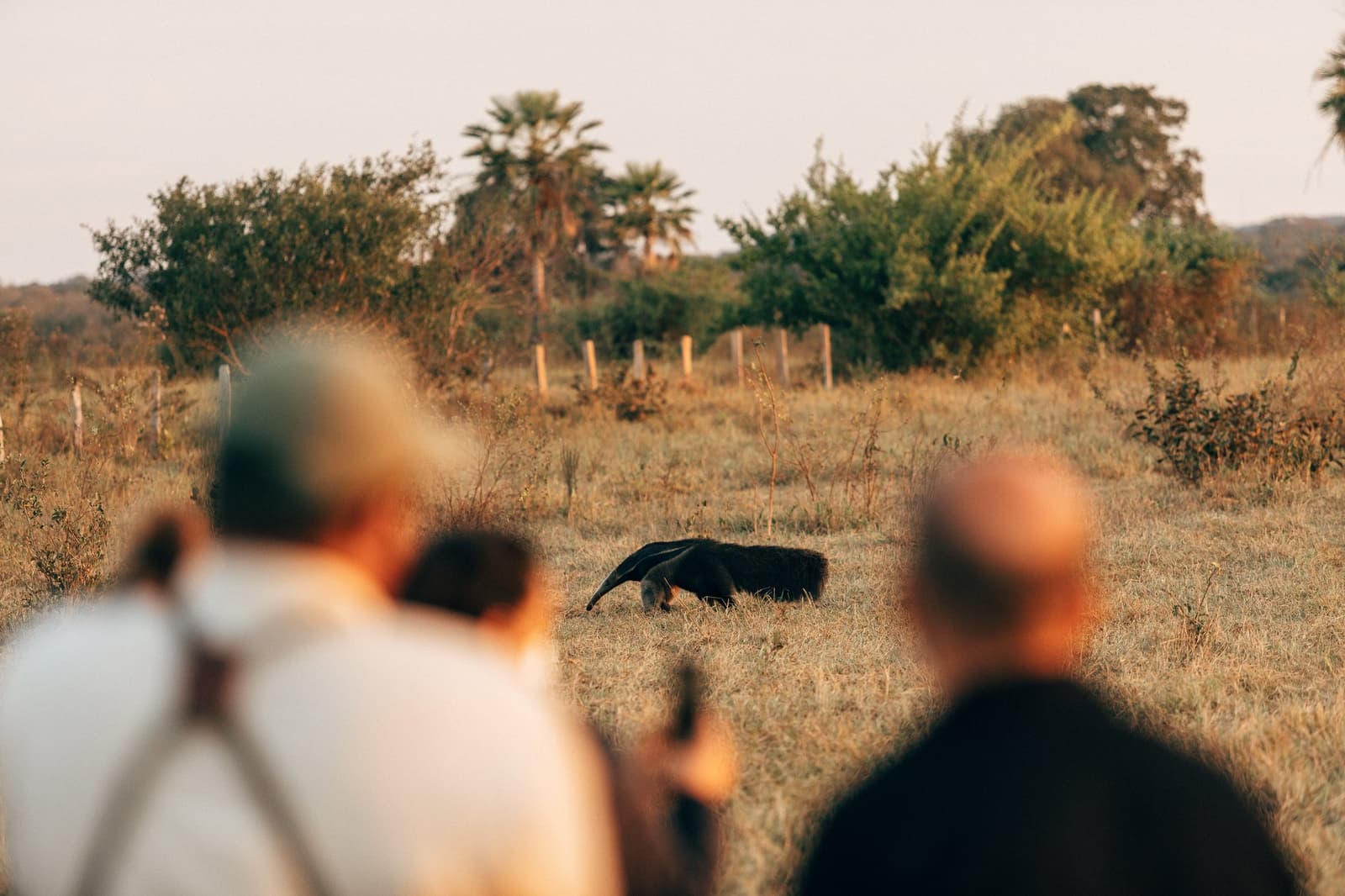 Nobody planned this encounter, and that's exactly the point. Two travelers watching and photographing a giant anteater foraging across dry open grassland on a luxury Pantanal and Amazon trip, with scattered cerrado trees and a buriti palm in the background at golden hour