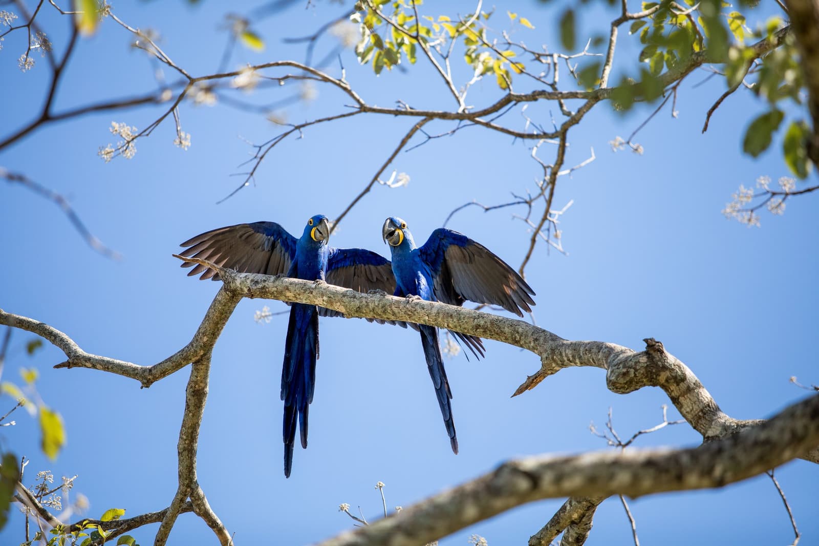 Mid-argument or mid-embrace, with these two it is honestly hard to tell. Two hyacinth macaws spreading their wings on a bare tree branch against a blue sky on a luxury Pantanal and Amazon trip
