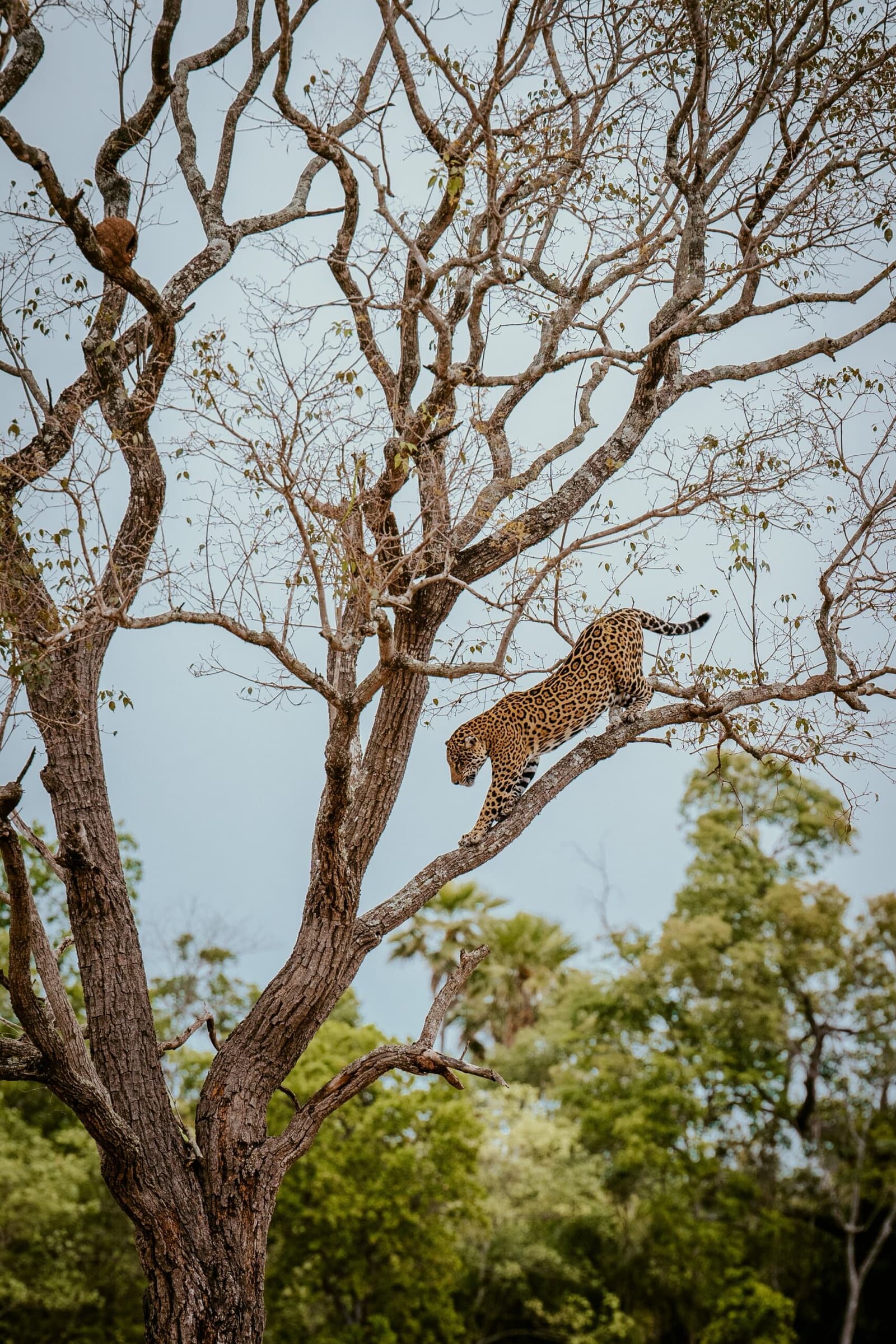 Turns out jaguars treat tall trees like an elevator, going down, naturally. Photo: Influenciadora Ana Carolina Ralston A jaguar descends a bare-branched tree on a luxury Pantanal and Amazon trip, its spotted coat vivid against a pale blue sky and green forest canopy below