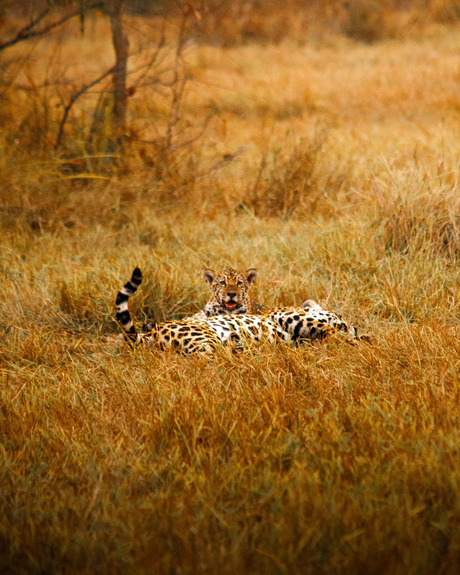 Spotted you first. Classic jaguar move. Photo: Daniel Junqueira A jaguar rests stretched out in tall dry golden grass on this luxury Pantanal and Amazon trip, its spotted coat and ringed tail visible as it looks directly toward the camera