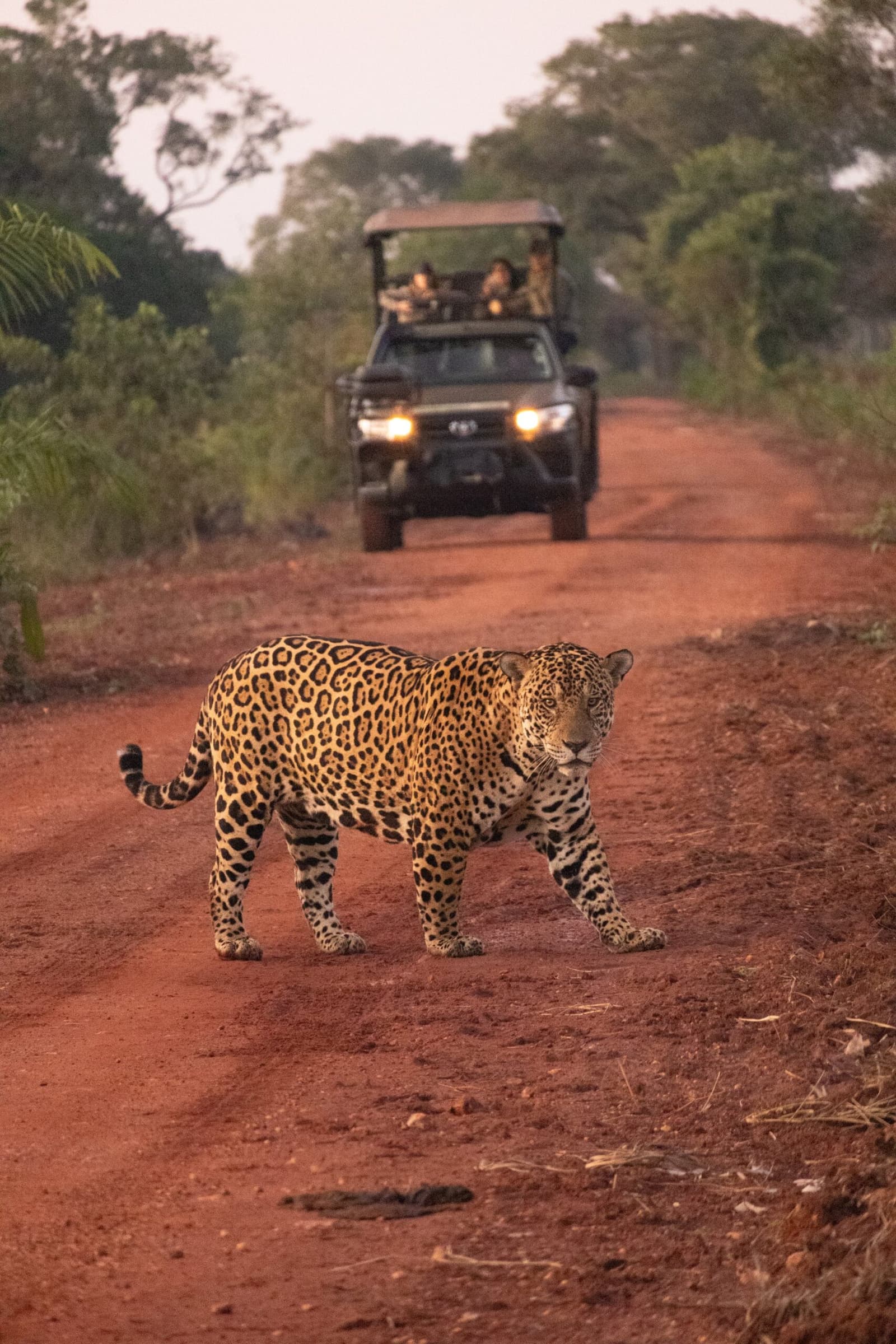 It owns the road, and everyone in that truck knows it. Photo: Luiza Coqueiro A jaguar crosses a red dirt road directly in front of a safari 4x4 with photographers on board during a luxury Pantanal and Amazon trip, its spotted coat fully lit against the warm dusk light.