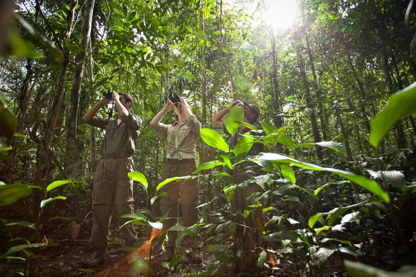Binoculars up, necks craned, everyone heard the same call. Photo: Samuel Melim Three travelers in khaki field clothing scan the rainforest canopy with binoculars during a guided walk on a luxury Pantanal and Amazon trip, surrounded by dense green understorey and tall trees backlit by sunlight