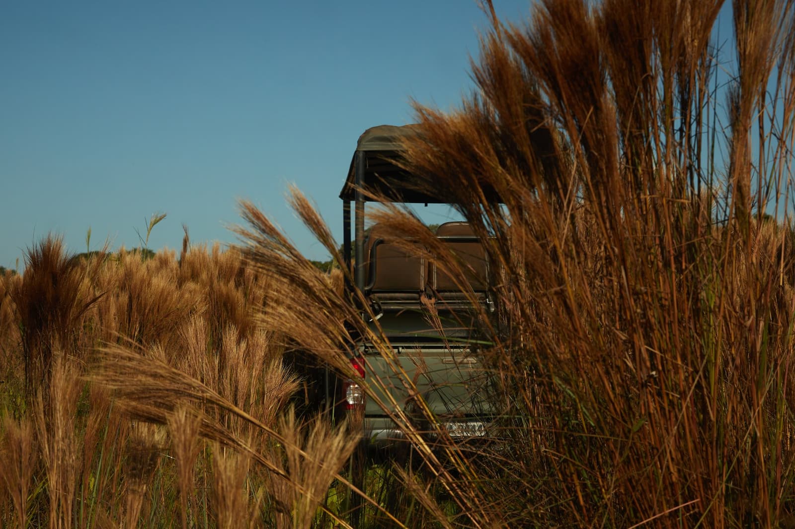 Deep in the grass, the vehicle practically disappears. That is the point. An open-top 4x4 safari vehicle half-hidden among tall golden savanna grasses under a clear blue sky on a luxury Pantanal and Amazon trip