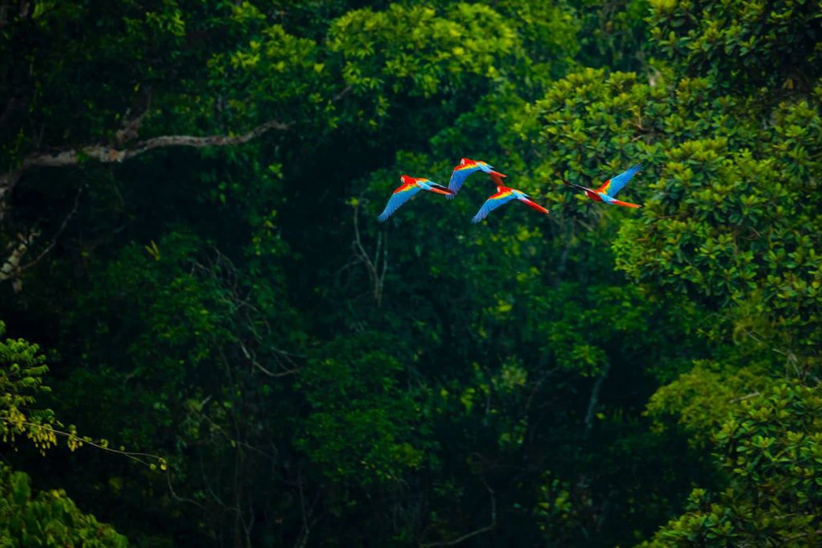 Four birds, one direction, no hesitation, the forest keeps its own timetable. Four scarlet macaws with vivid red, blue, and yellow plumage flying in formation above a dense tropical forest canopy on a luxury Pantanal and Amazon trip
