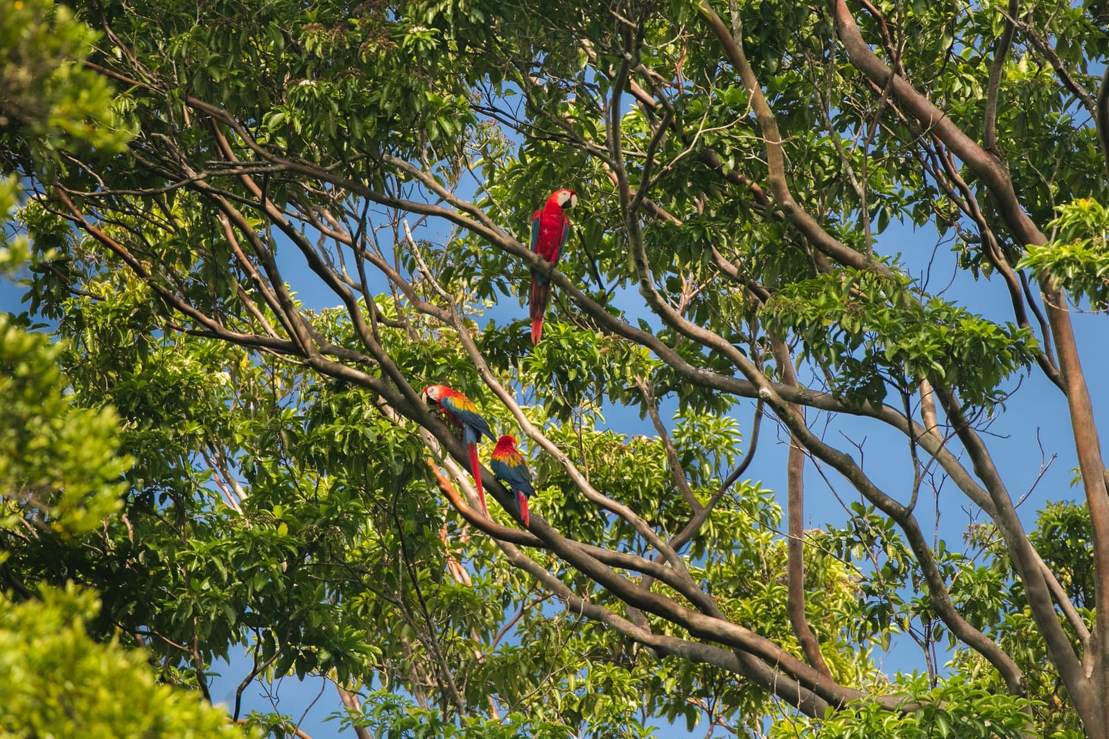Three scarlet macaws, zero interest in being quiet about it. Photo: Guilherme Gomes Three scarlet macaws perched among the leafy upper branches of a tall tropical tree against a blue sky, spotted during an amazon rainforest ecolodge trip in brazil