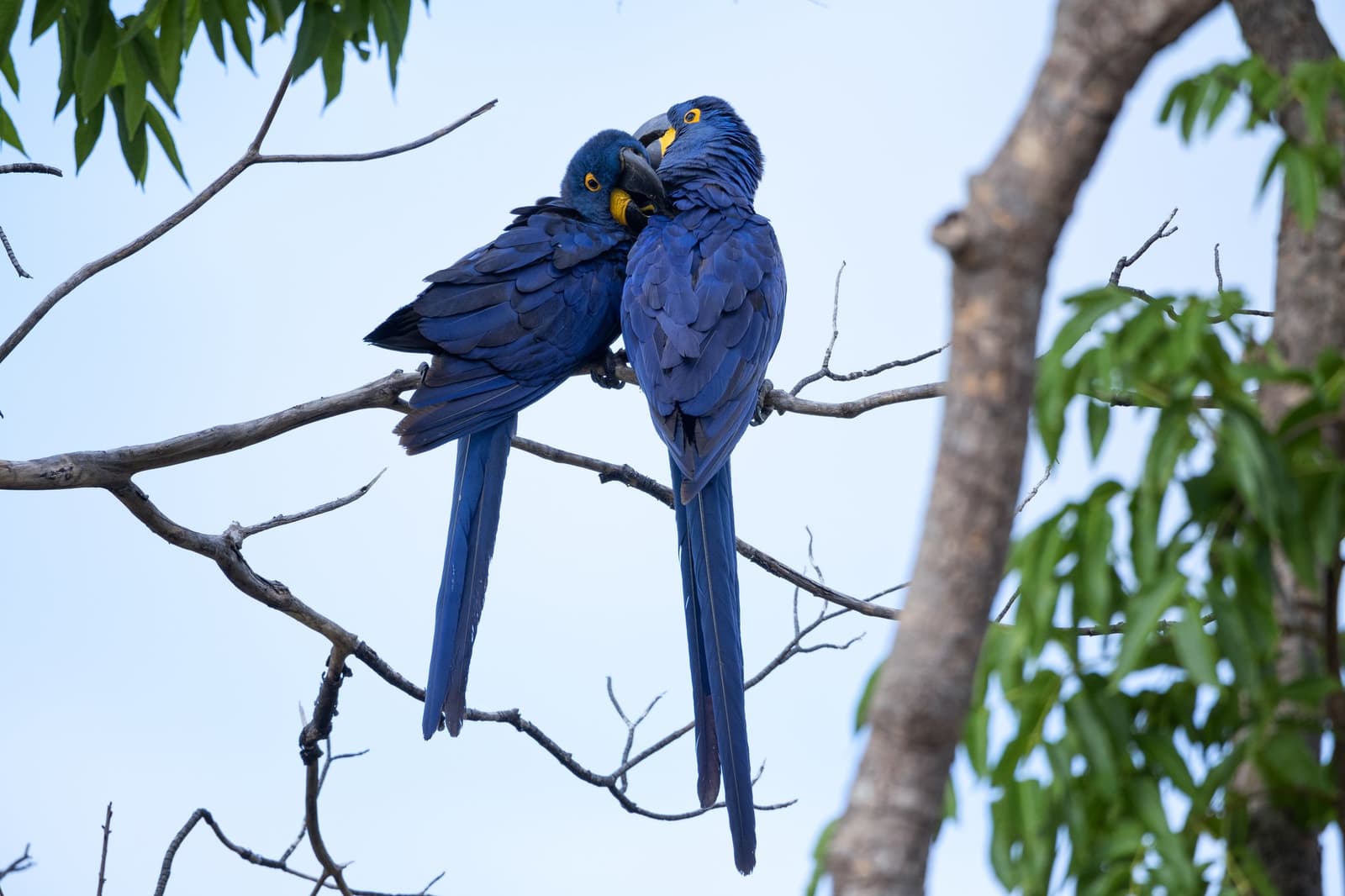 Bonded pairs, they do everything together, including argue over whose turn it is to preen. Two hyacinth macaws touching beaks while perched together on a bare branch during a luxury Pantanal and Amazon trip, with soft blue sky and green foliage in the background
