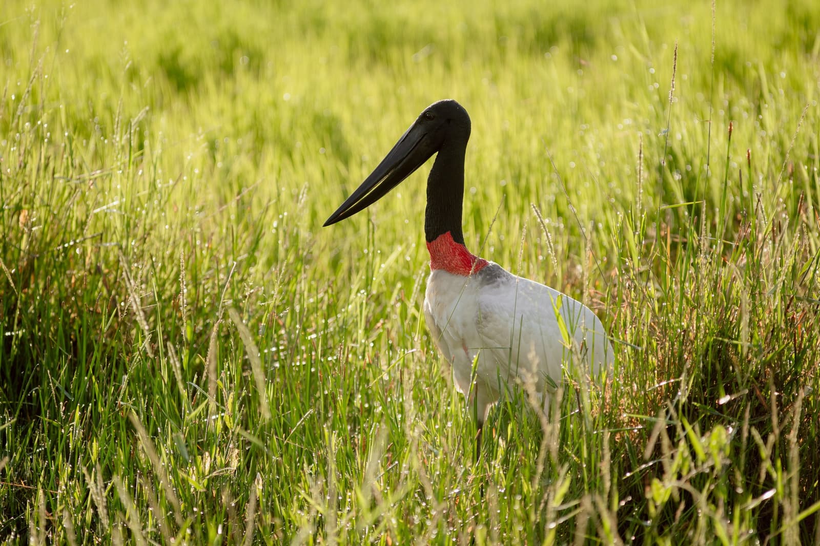 Tall, deliberate, completely at ease, the jabiru operates on its own schedule. Photo: Matias Ternes A jabiru stork with a black head, vivid red collar, and white body stands tall among dew-covered wetland grasses on this luxury Pantanal and Amazon trip