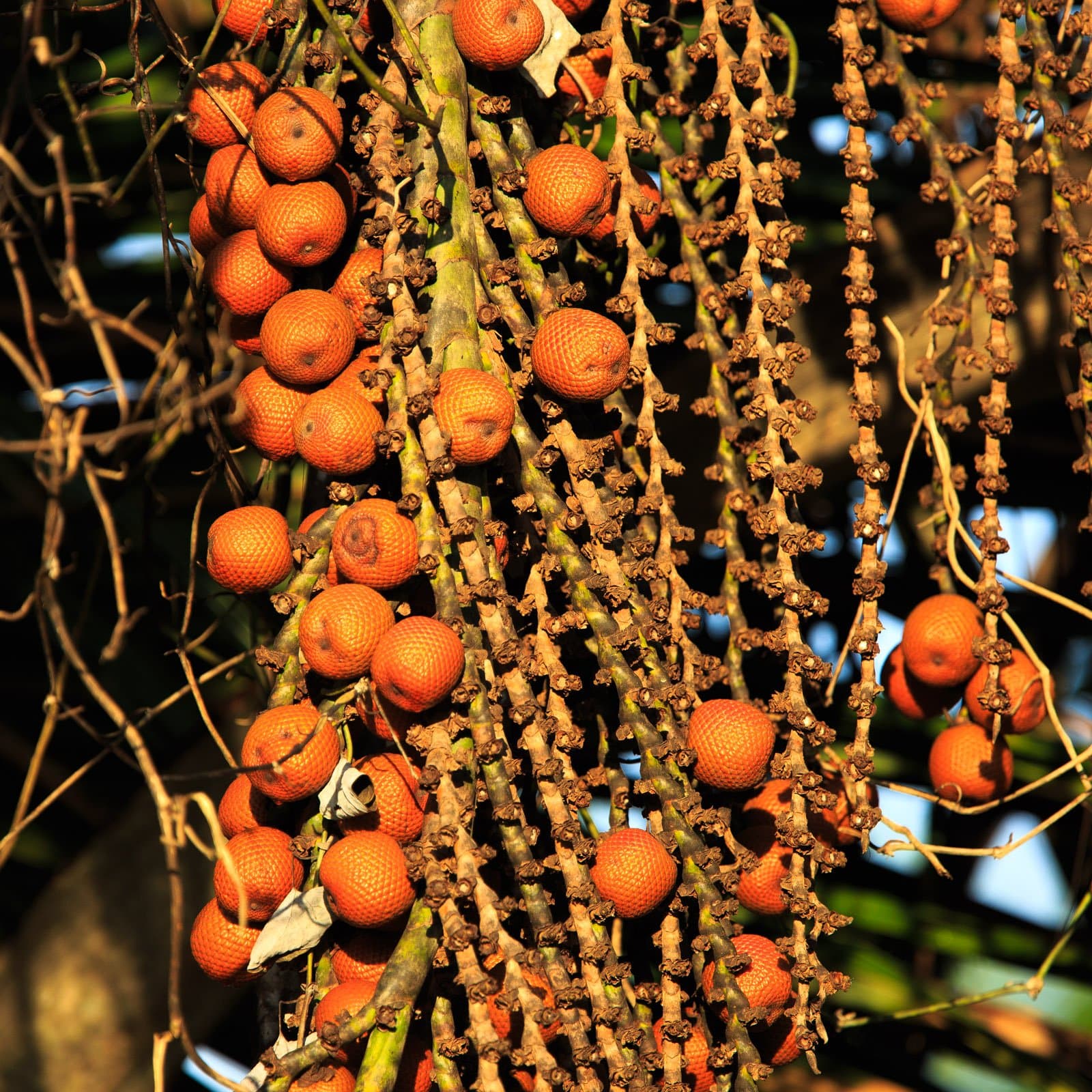 Small, scaly, impossibly orange, the forest feeds itself in ways that go mostly unnoticed. Photo: Alex Da Riva A dense cluster of bright orange palm fruits hanging on long branching stalks, lit by warm golden light on a luxury Pantanal and Amazon trip