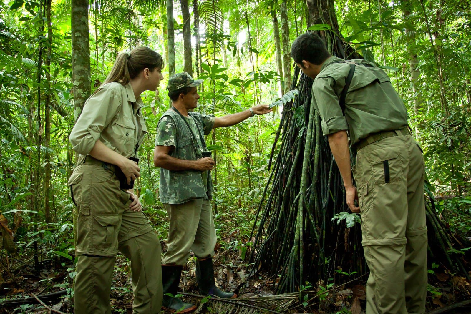 A good guide turns a tree into a whole lesson. This one has plenty of material. Photo: Samuel Melim A local guide explains the dense aerial roots of a rainforest tree to two guests during a guided walk on a luxury Pantanal and Amazon trip, surrounded by lush tropical vegetation