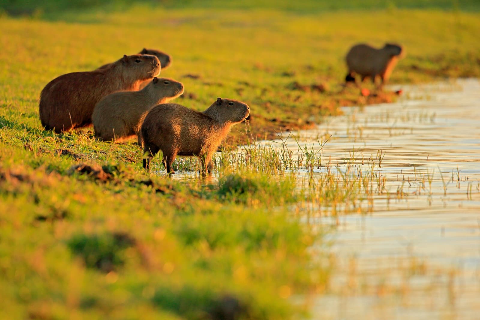 Capybaras run on their own schedule, and golden hour is non-negotiable. Photo: Ondrej Prosicky A group of capybaras grazing and wading along a flooded grassland waterway, bathed in warm golden-hour light, on an amazon and pantanal tour