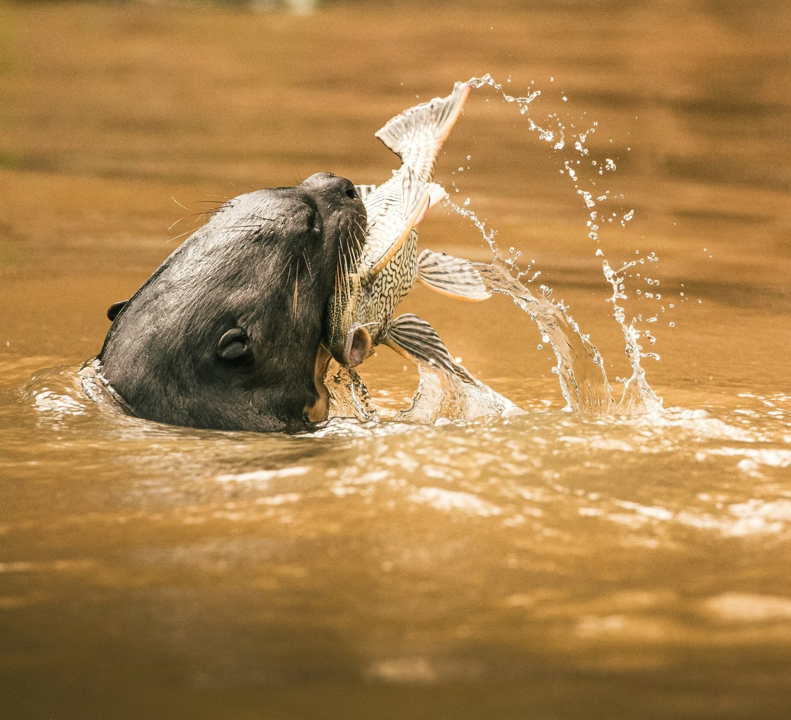 Lunch sorted, no menu required. A giant otter surfaces in a murky brown river on an amazon and pantanal tour, gripping a large patterned fish in its jaws as water sprays dramatically around it