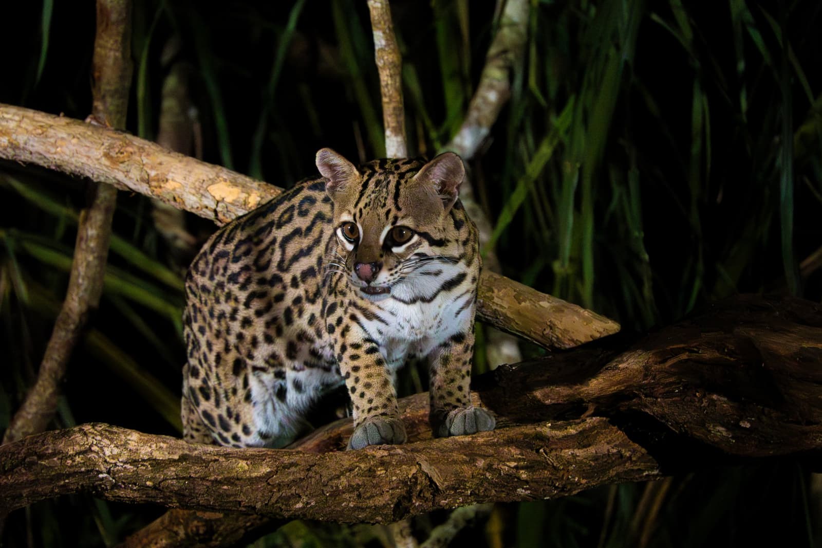 Night safaris have a way of introducing you to cats you never expected to meet. Photo: Richard C Palmer An ocelot crouches alert on a tangle of branches at night during an amazon and pantanal tour, its spotted coat sharp against a dark backdrop of tropical foliage