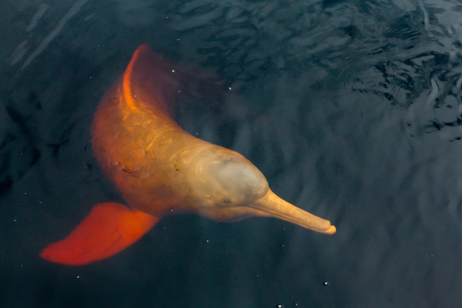 A boto close enough to count the wrinkles. Not every day gives you this. Photo: Paralaxis A pink river dolphin seen from above, its orange-flushed body and broad tail visible just beneath the dark surface of a blackwater river on an amazon and pantanal tour