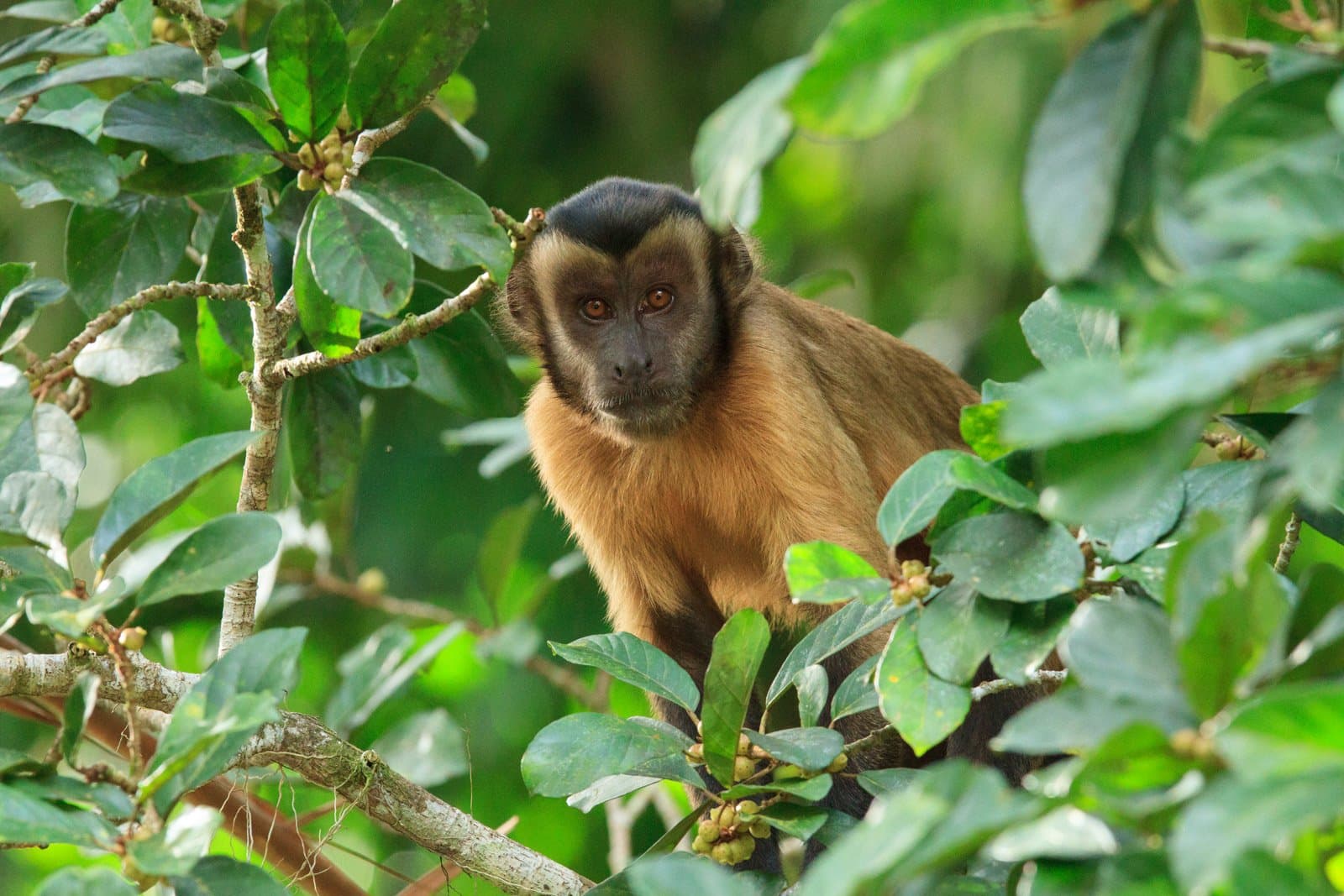 Curious, confident, and clearly in charge of this particular tree. Photo: Alex Da Riva A brown capuchin monkey with amber eyes perches among leafy green branches during a luxury Pantanal and Amazon trip, gazing directly at the camera