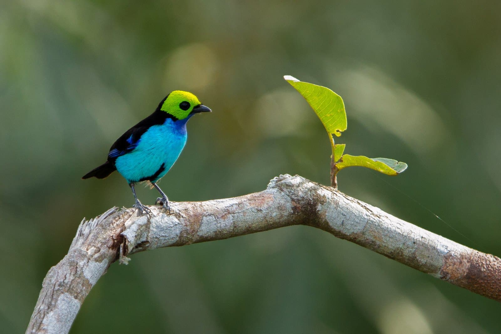 Three colours, one tiny bird, zero effort making it work. Photo: Jorge Lopes A paradise tanager with a vivid lime-green head, black mask, and turquoise underparts perched on a bare branch during a luxury Pantanal and Amazon trip