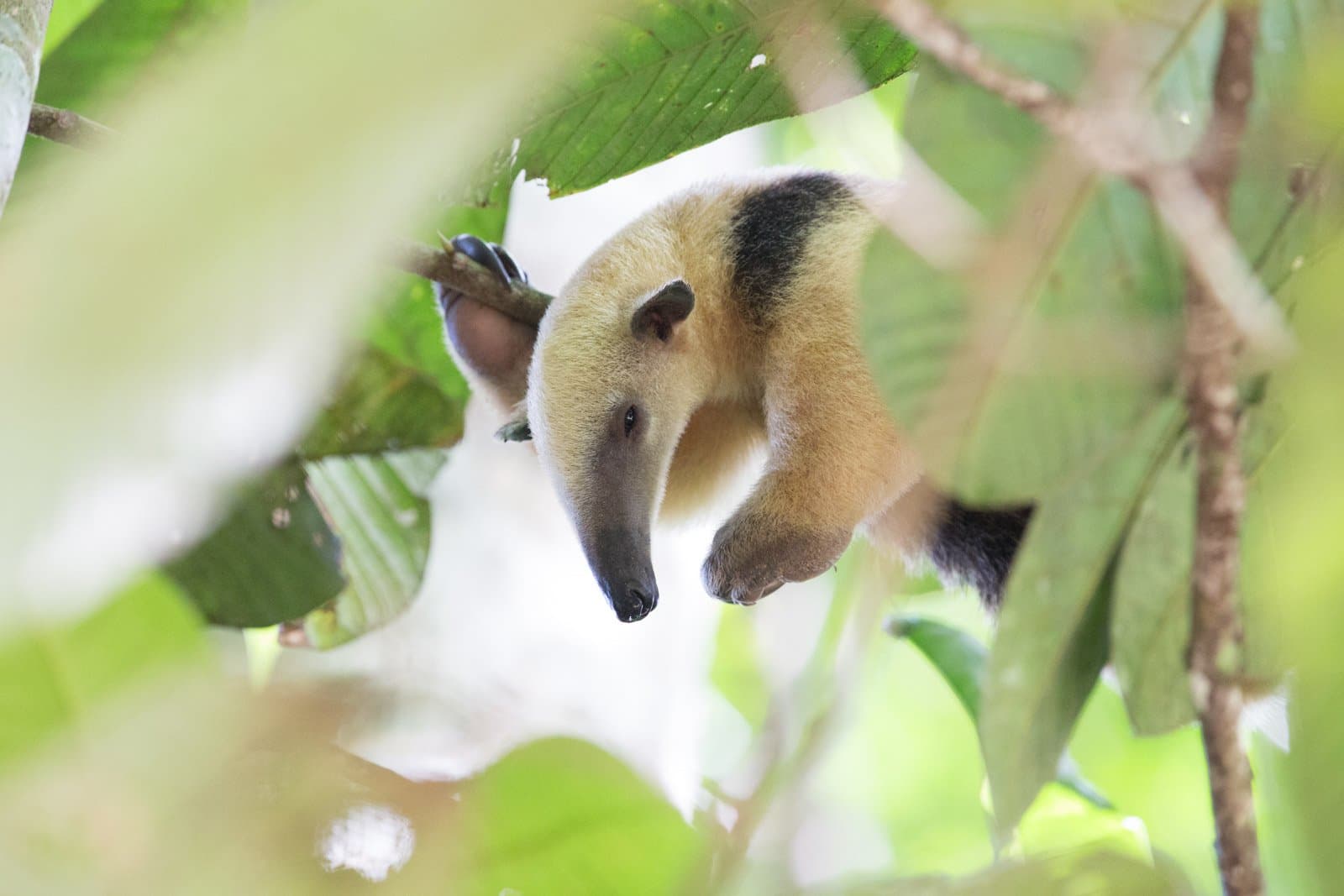 Nose-first into the canopy, completely unbothered by the audience below. Photo: Jorge Lopes A silky anteater clinging upside-down to a branch among green tropical leaves, spotted on a luxury Pantanal and Amazon trip