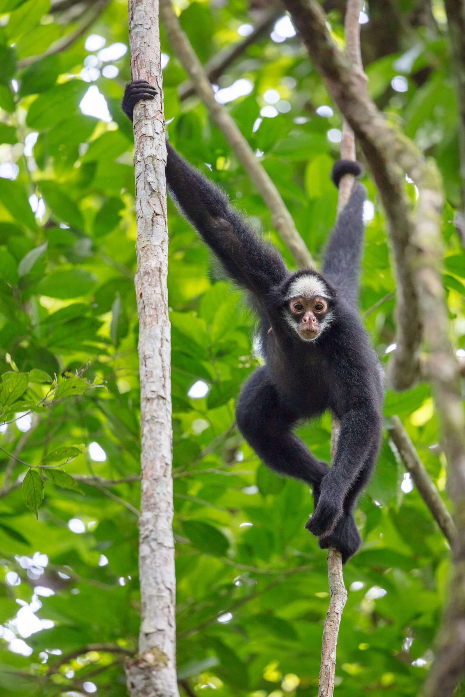 Four limbs, one prehensile tail, zero wasted movement. Photo: Joao Paulo Krajewski A black spider monkey with a pale face clings and stretches between two slender tree trunks in a lush green rainforest canopy, part of a luxury Pantanal and Amazon trip wildlife experience