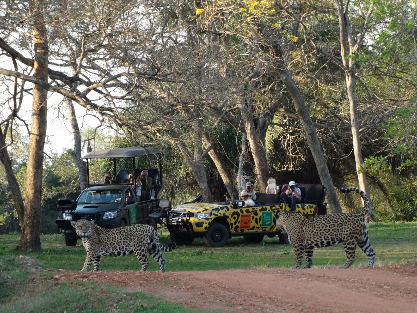 Two jaguars, one road, zero hesitation. The vehicles are just furniture to them. Two jaguars walk across a dirt track in front of open safari vehicles during a luxury Pantanal and Amazon trip, with wildlife photographers leaning out to capture the encounter among dry woodland trees