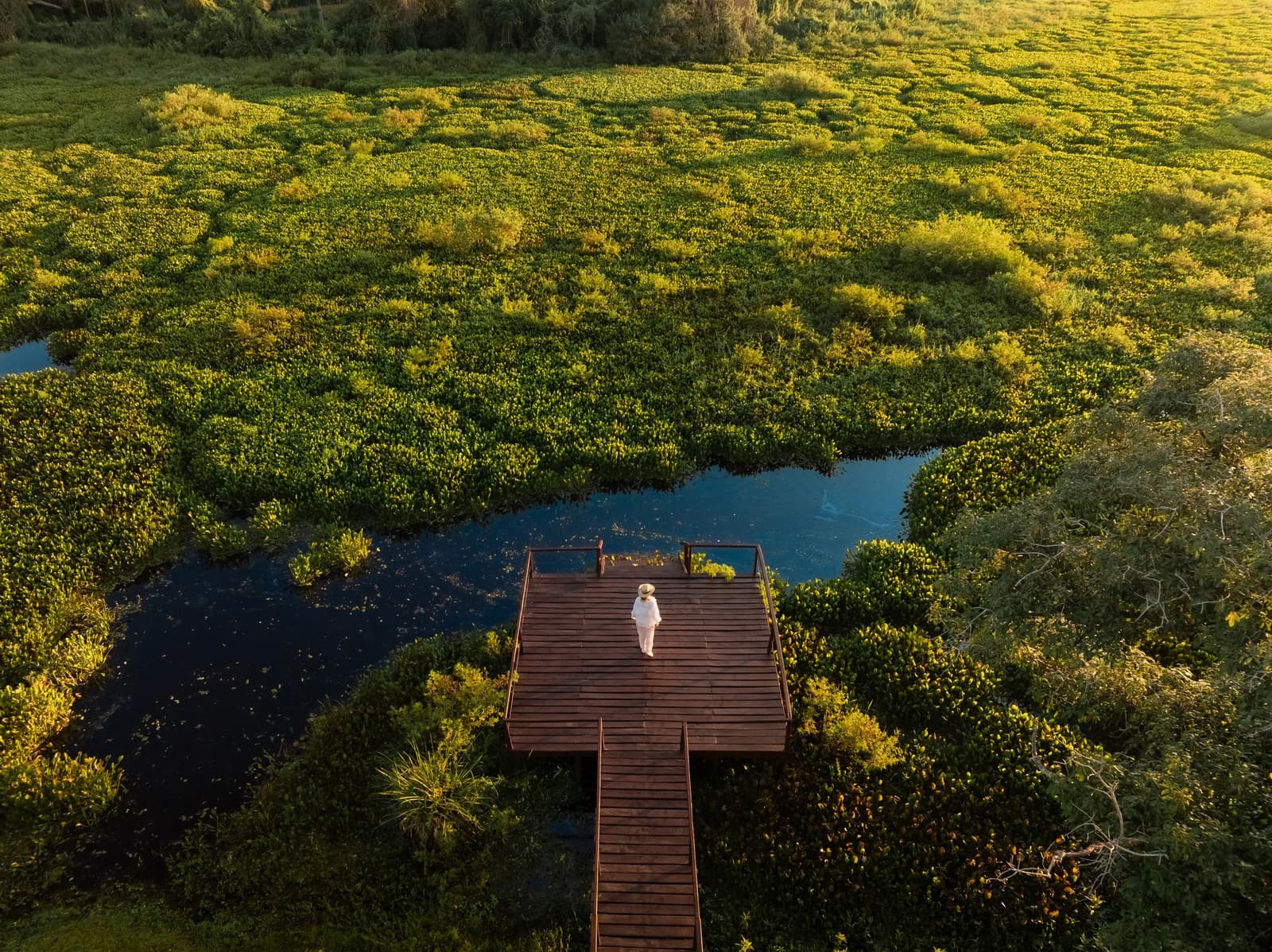 Small platform, vast wetland. Your own corner of the Pantanal to stand in and just listen. Photo: Matias Ternes Aerial view of a lone traveler in white standing on a wooden boardwalk platform surrounded by dense water hyacinth and open channels in the Pantanal wetlands, part of a luxury Pantanal and Amazon trip