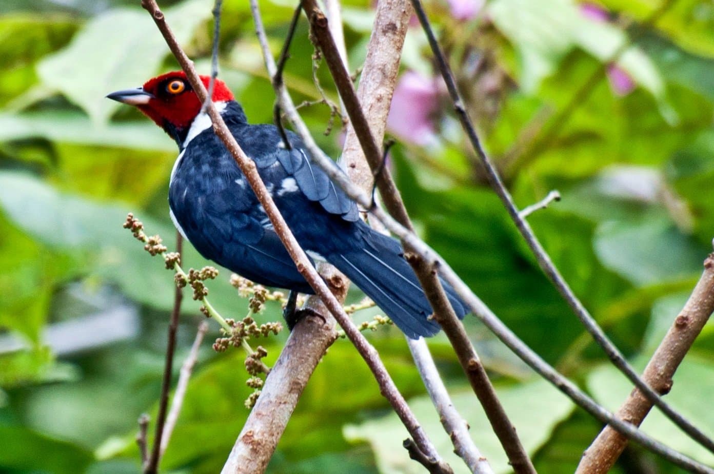 Red on top, cool blue below, this bird clearly has a sense of style. A red-headed bird with dark blue-black plumage, white chest markings, and a striking orange eye perches on a bare branch amid green tropical foliage during an amazon and pantanal tour
