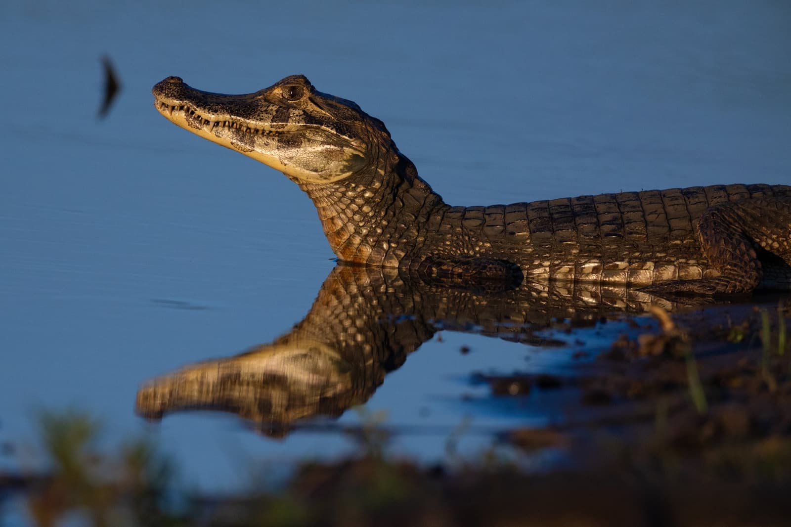 Even the juveniles here have figured out the best spot for a morning warm-up. Photo: Keith Ladzinski A young caiman rests at the water's edge on a luxury Pantanal and Amazon trip, its scaly body reflected in the still blue water as it raises its head alertly in warm golden light
