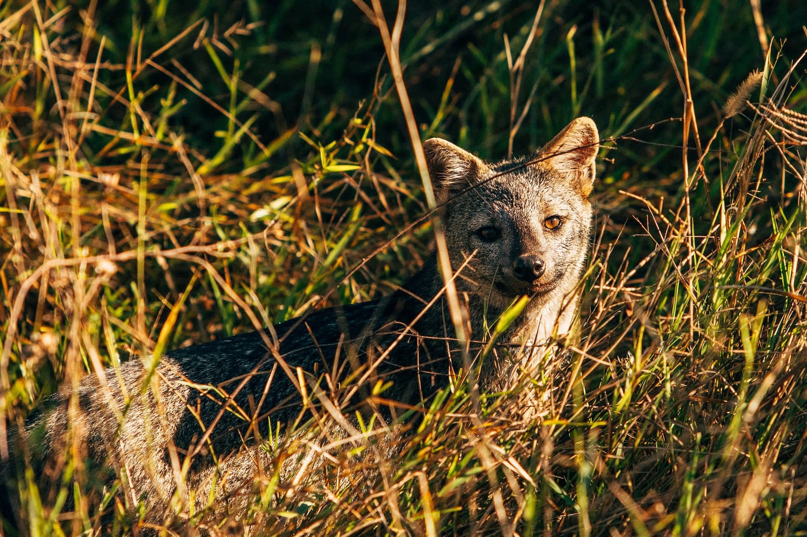 Caught mid-nap, entirely unimpressed by the interruption. A crab-eating fox resting in golden-lit grassland scrub, gazing directly at the camera during a luxury Pantanal and Amazon trip