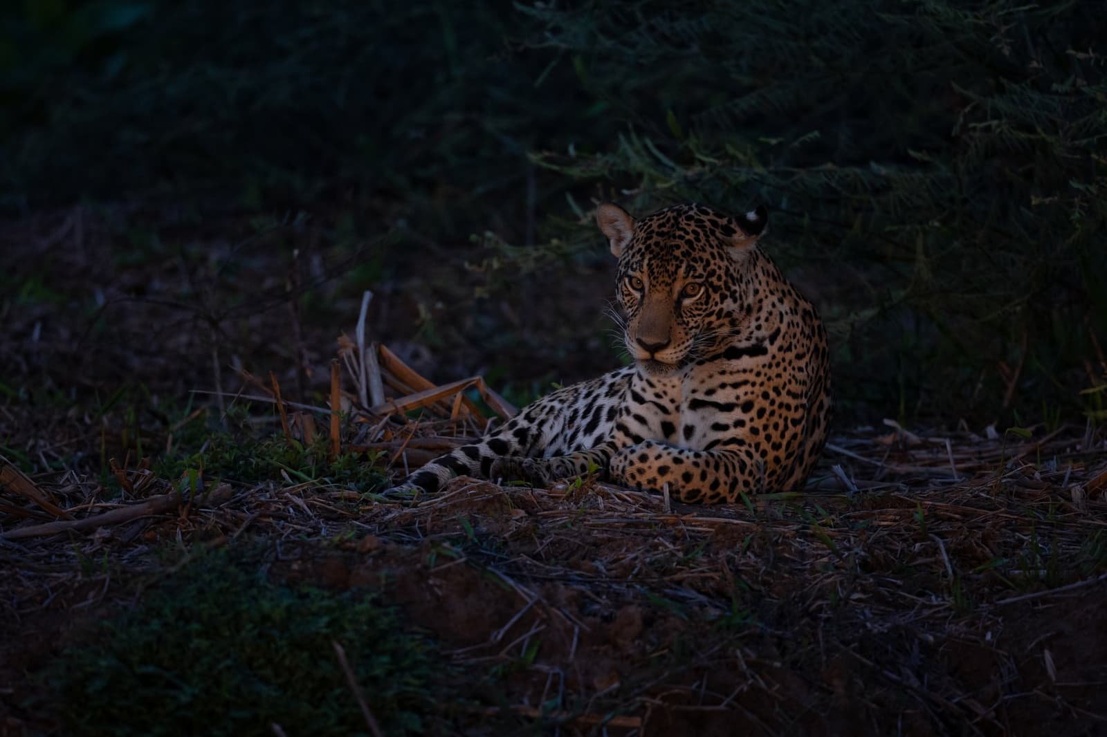 Last light, full presence. This one decided the ground was perfectly fine. Photo: Keith Ladzinski A jaguar rests on the ground beneath dark vegetation at dusk during a luxury Pantanal and Amazon trip, its amber eyes fixed on the camera as low light catches its spotted coat