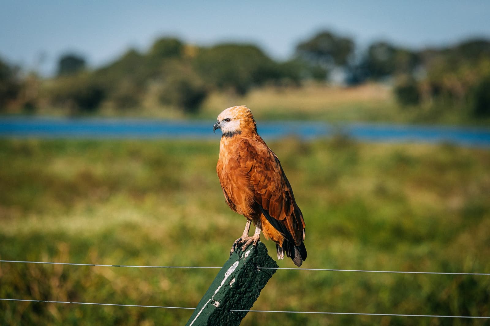 Owns the fence post, tolerates the photographer, surveys the wetland. A black-collared hawk perched on a green fence post during a luxury Pantanal and Amazon trip, with open wetland grassland and a blue water channel visible in the soft-focus background