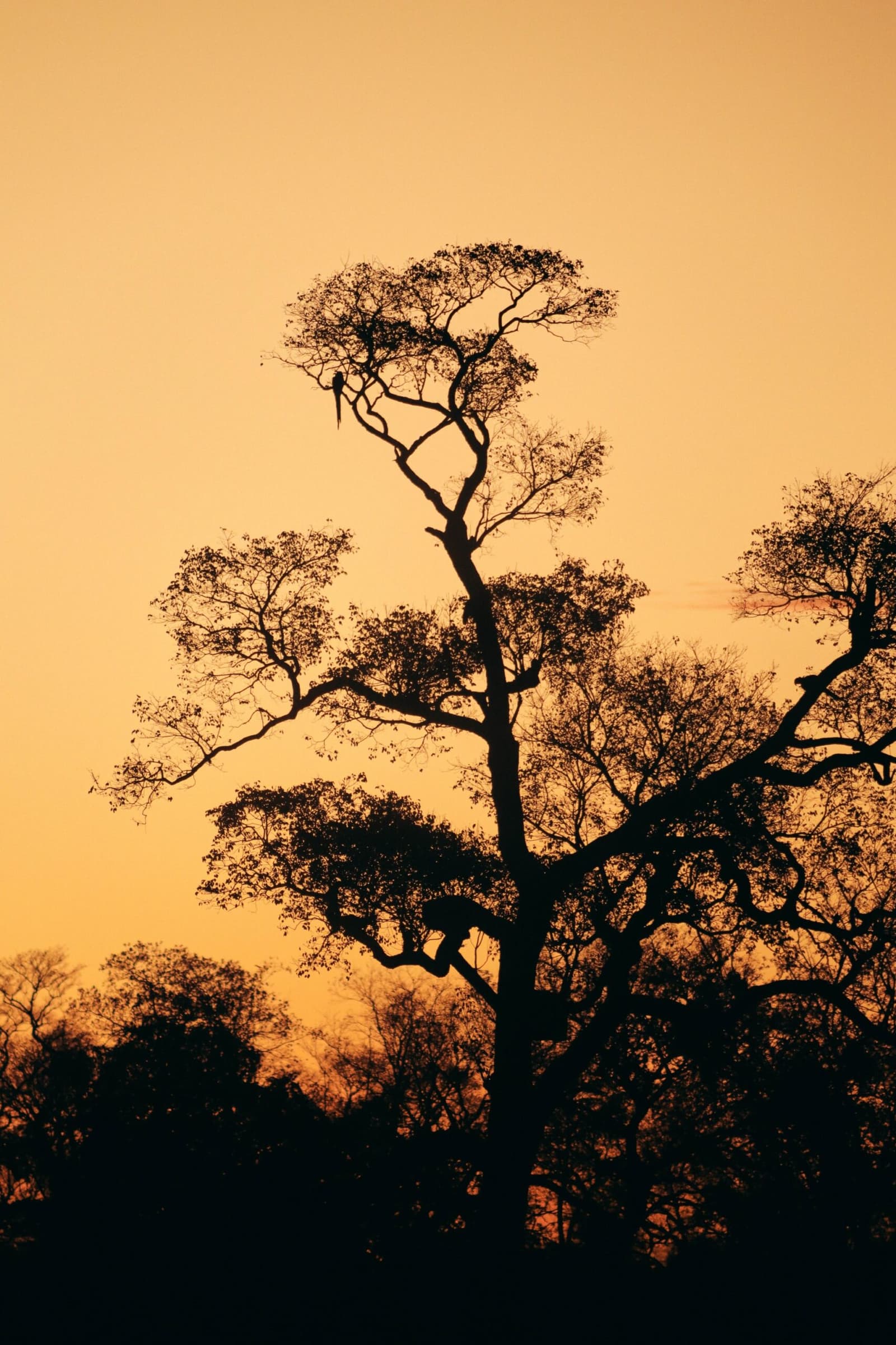 The best seat in the house, claimed before anyone else even looked up. Photo: thiagolbrito Silhouette of tall trees against a deep amber sunset sky on a luxury Pantanal and Amazon trip, with a long-tailed bird perched at the crown of the highest branch