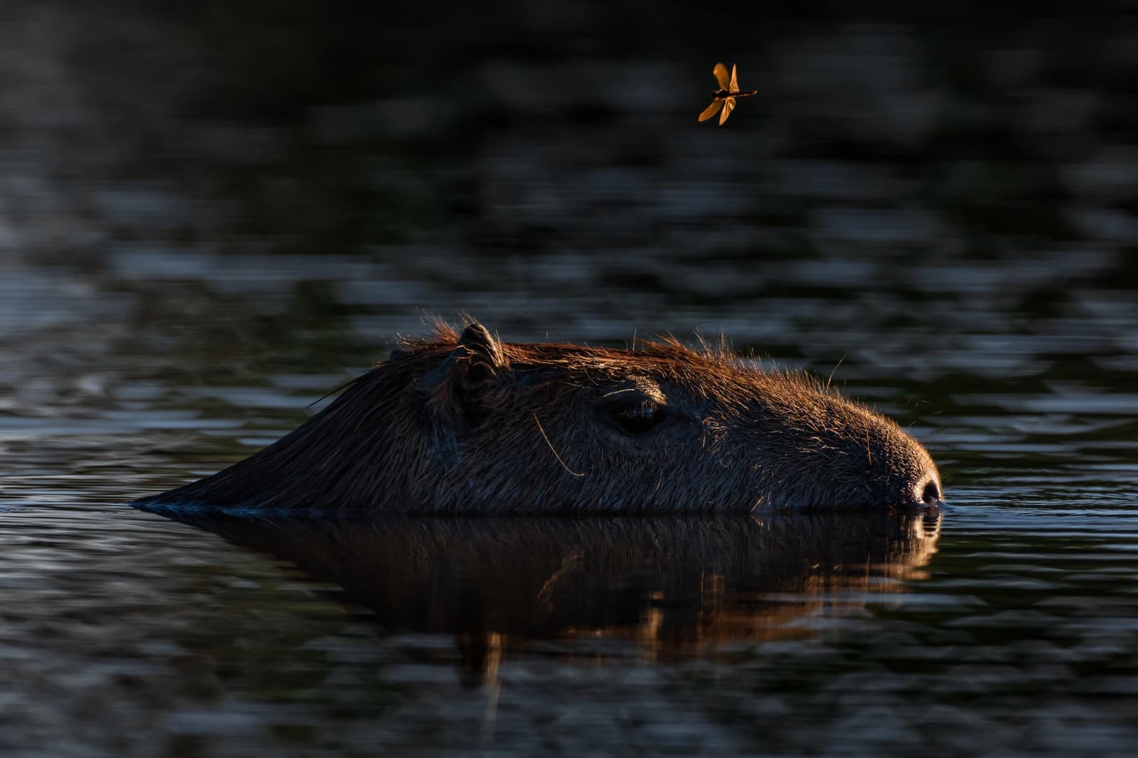 A dragonfly, a capybara, and not a care between them. A capybara's head barely above the water surface at dusk on a luxury Pantanal and Amazon trip, with a golden dragonfly hovering above in warm backlight