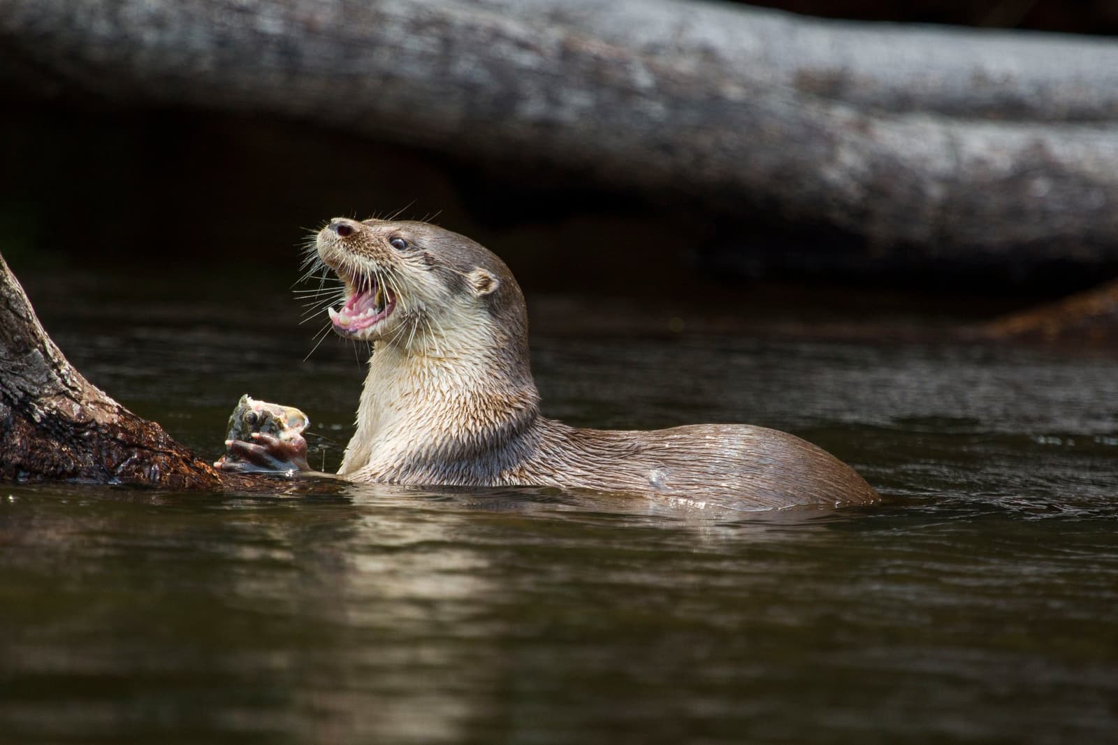 Caught it, claimed it, and very happy to let you know. Photo: JOAO MARCOS ROSA / NITRO A wet river otter holds a freshly caught fish in its forepaws and tilts its head back with mouth open, floating beside a submerged log in dark river water — a wildlife encounter on a luxury Pantanal and Amazon trip