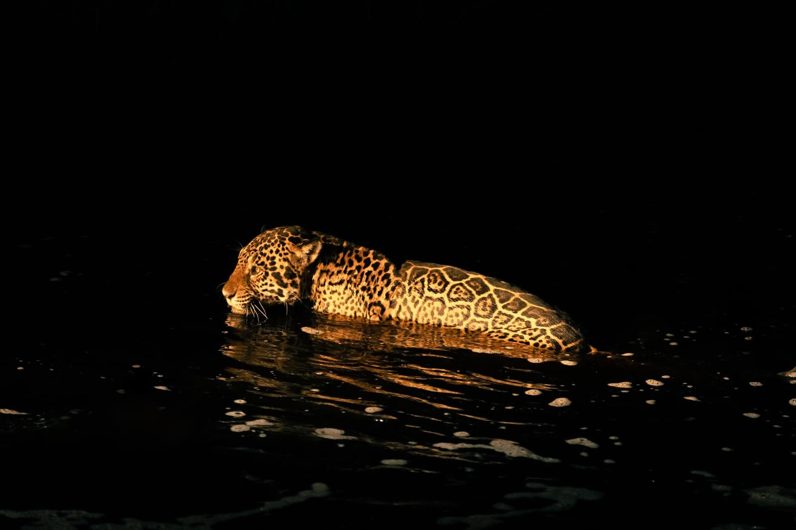 Midnight river crossing, no hesitation, no audience required. Photo: Matias Ternes A jaguar wading chest-deep through dark water at night, its rosette-patterned coat lit against a pitch-black background, during a luxury Pantanal and Amazon trip