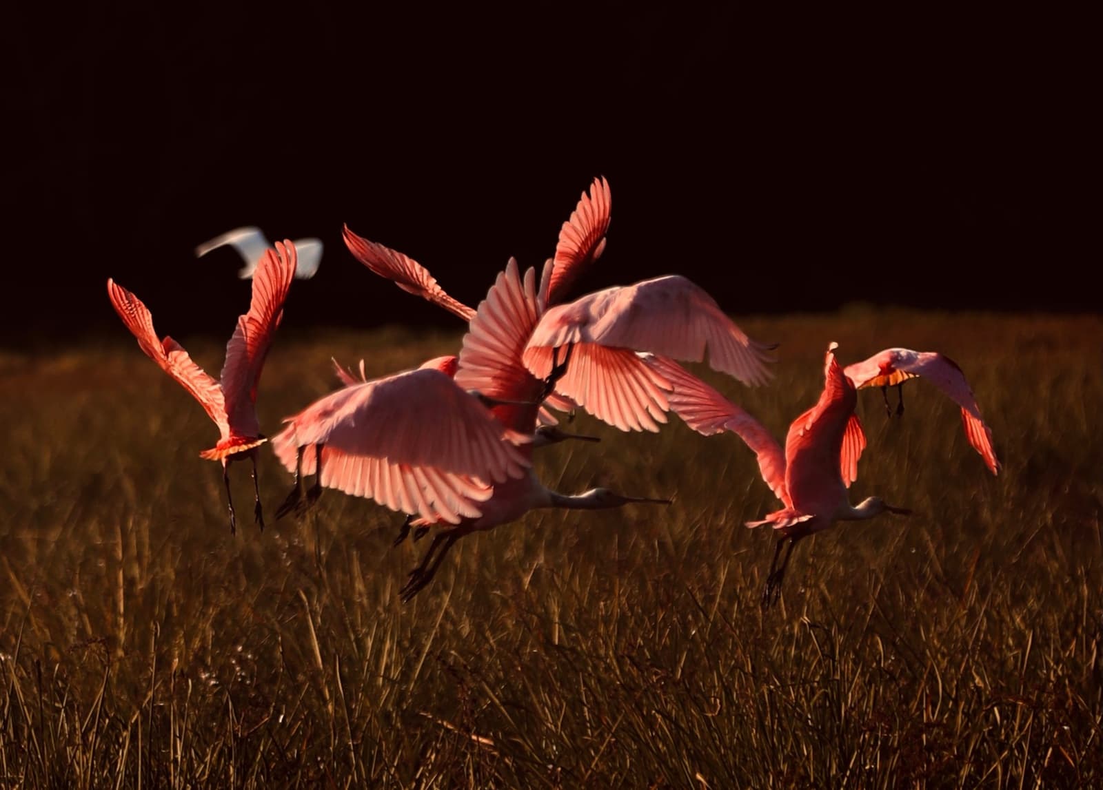 Four spoonbills, one second, pure chaos, and somehow all of them make it off the ground. Photo: HIGOR BLANCO A group of roseate spoonbills bursting into flight over low wetland grasses on a luxury Pantanal and Amazon trip, their pink wings lit against a dark background