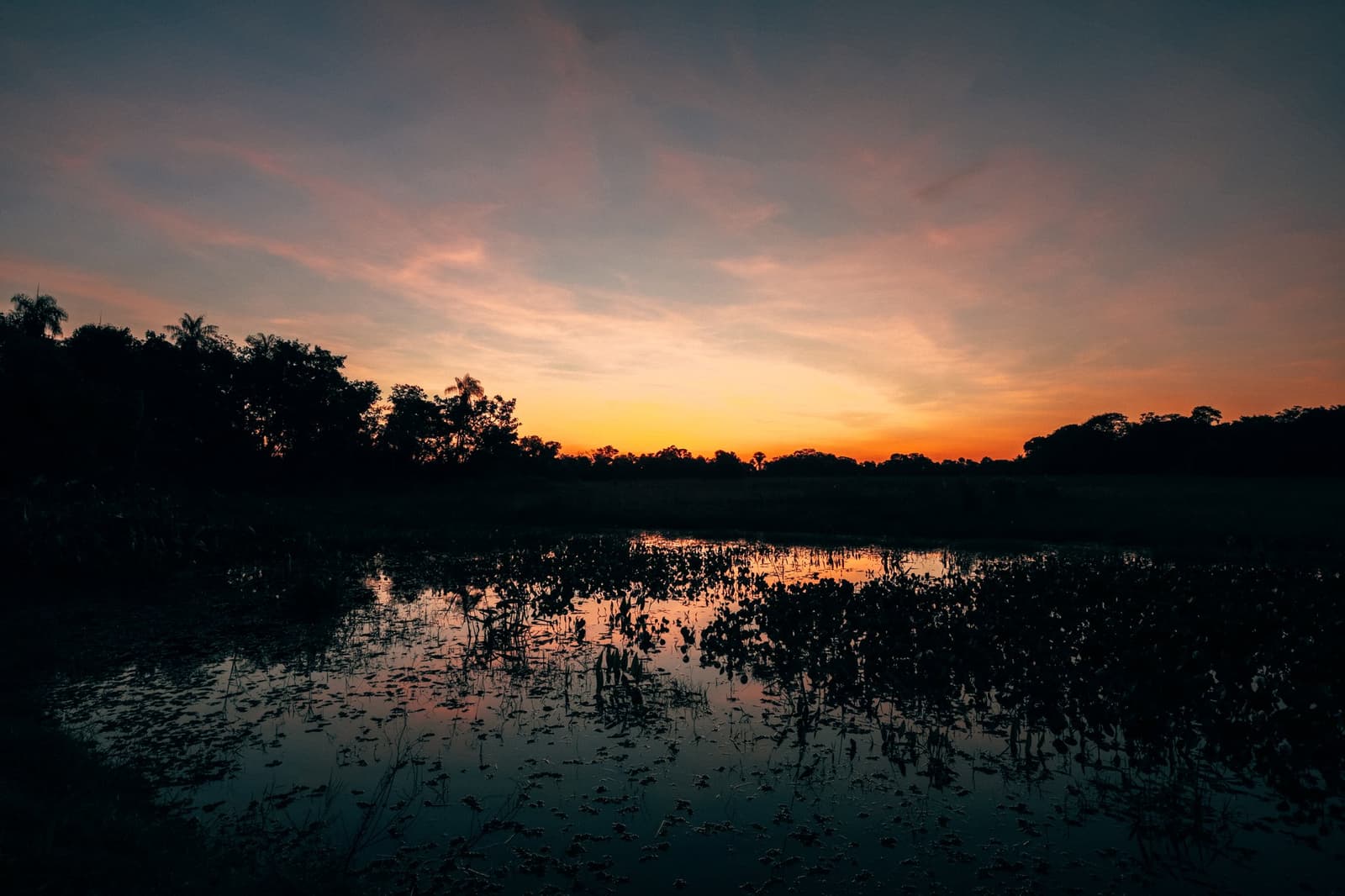The lagoon holds the last light longer than the sky does. Orange and amber sunset sky reflected in a lily-pad-covered wetland lagoon, silhouetted trees lining the horizon on a luxury Pantanal and Amazon trip