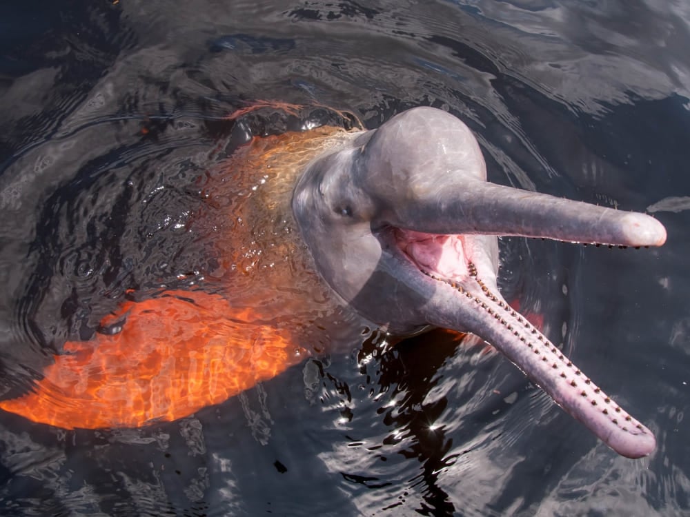 A pink river dolphin surfacing with its mouth open in a dark Amazon river, glowing orange beneath the water.