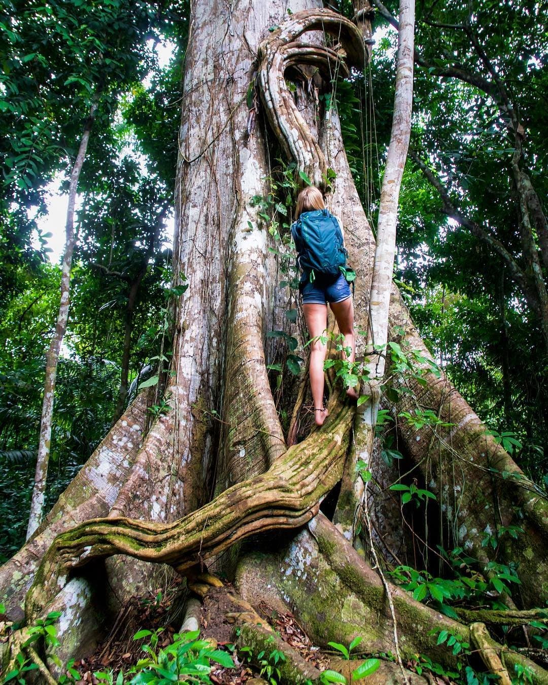 Thirty-five metres of tree, and suddenly you feel the right size. A backpacker climbs between the enormous buttress roots of a giant samaúma tree deep in the Amazon rainforest during a la jangada amazon cruise excursion, showing the massive scale of the trunk draped in lianas