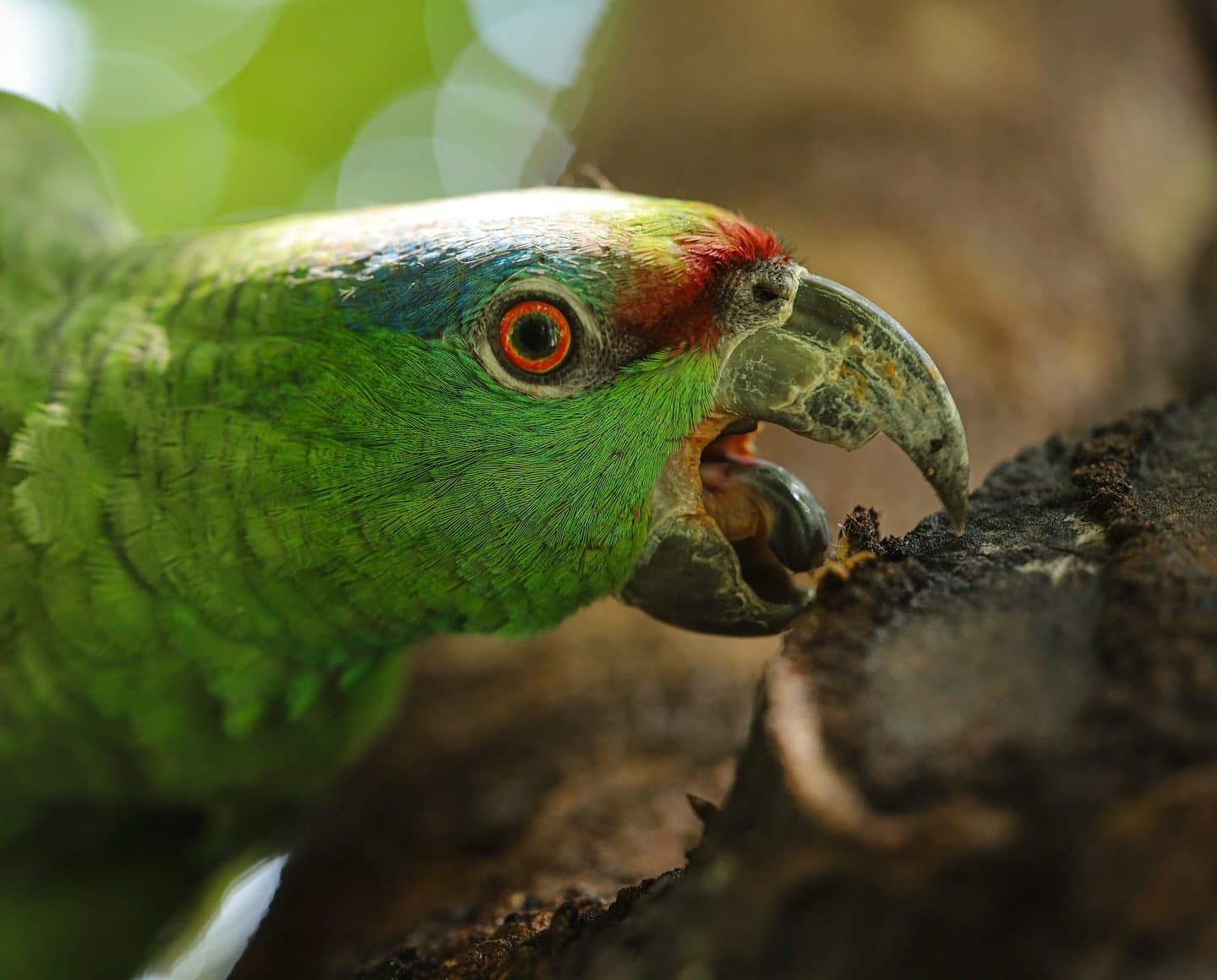 Every feather counts when you are this close to a parrot that has opinions. Extreme close-up of a green Amazon parrot with a vivid red lore, orange-ringed eye, and hooked beak gripping bark on the la jangada amazon cruise route through the Rio Negro rainforest
