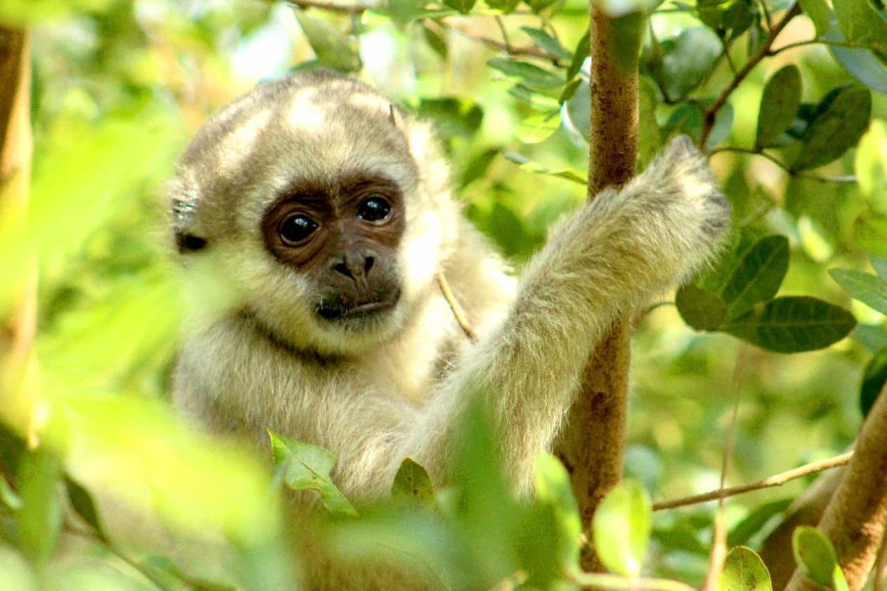 Small enough to fit in your palm, curious enough to stop you in your tracks. A fluffy pale-furred infant monkey peers through green leaves while gripping a tree branch in the Atlantic Forest within the Ibiti Project reserve.