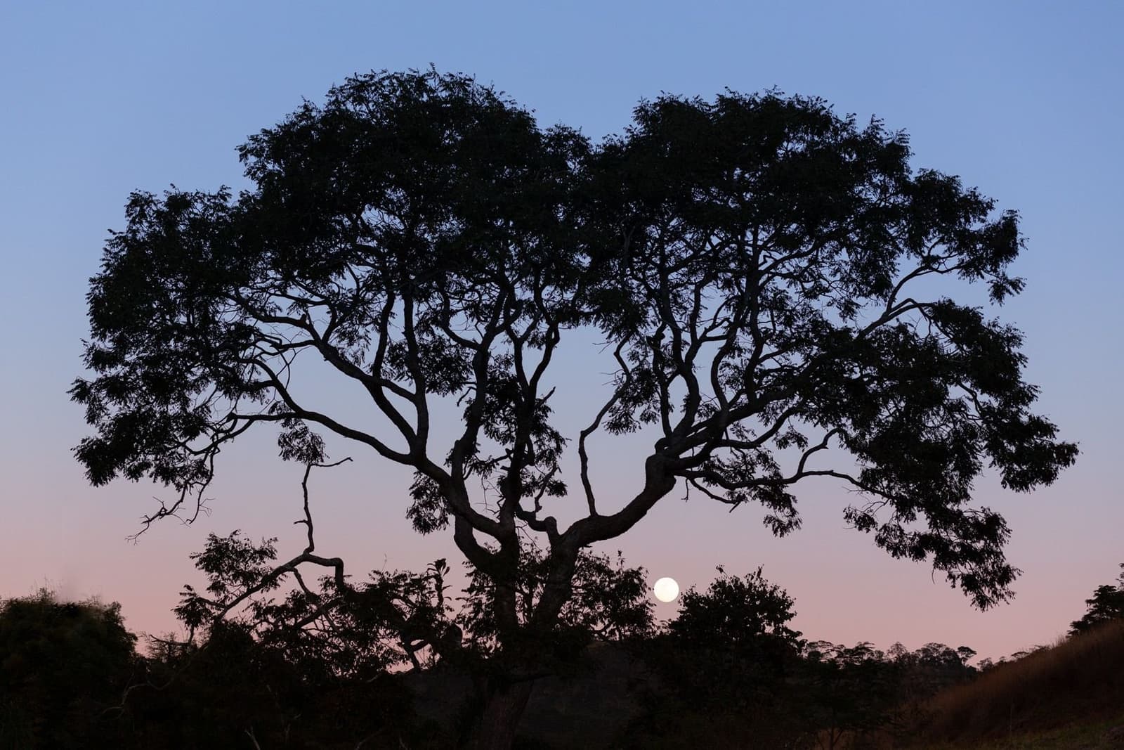 The moon clocks in right on time, as it always does out here. A large tree silhouetted against a blue-to-pink dusk sky at the Ibiti Project reserve, with a full moon rising low on the horizon through the scrubland below its canopy.