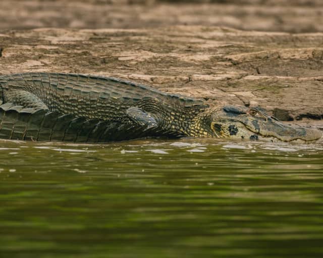 Is It Safe to Visit the Amazon Rainforest? A Complete Safety Guide for Brazil Is It Safe to Visit the Amazon Rainforest? A Complete Safety Guide for Brazil