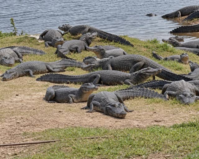 Three Nights in the South Pantanal: Sandy’s Wildlife Story in Brazil Three Nights in the South Pantanal: Sandy’s Wildlife Story in Brazil